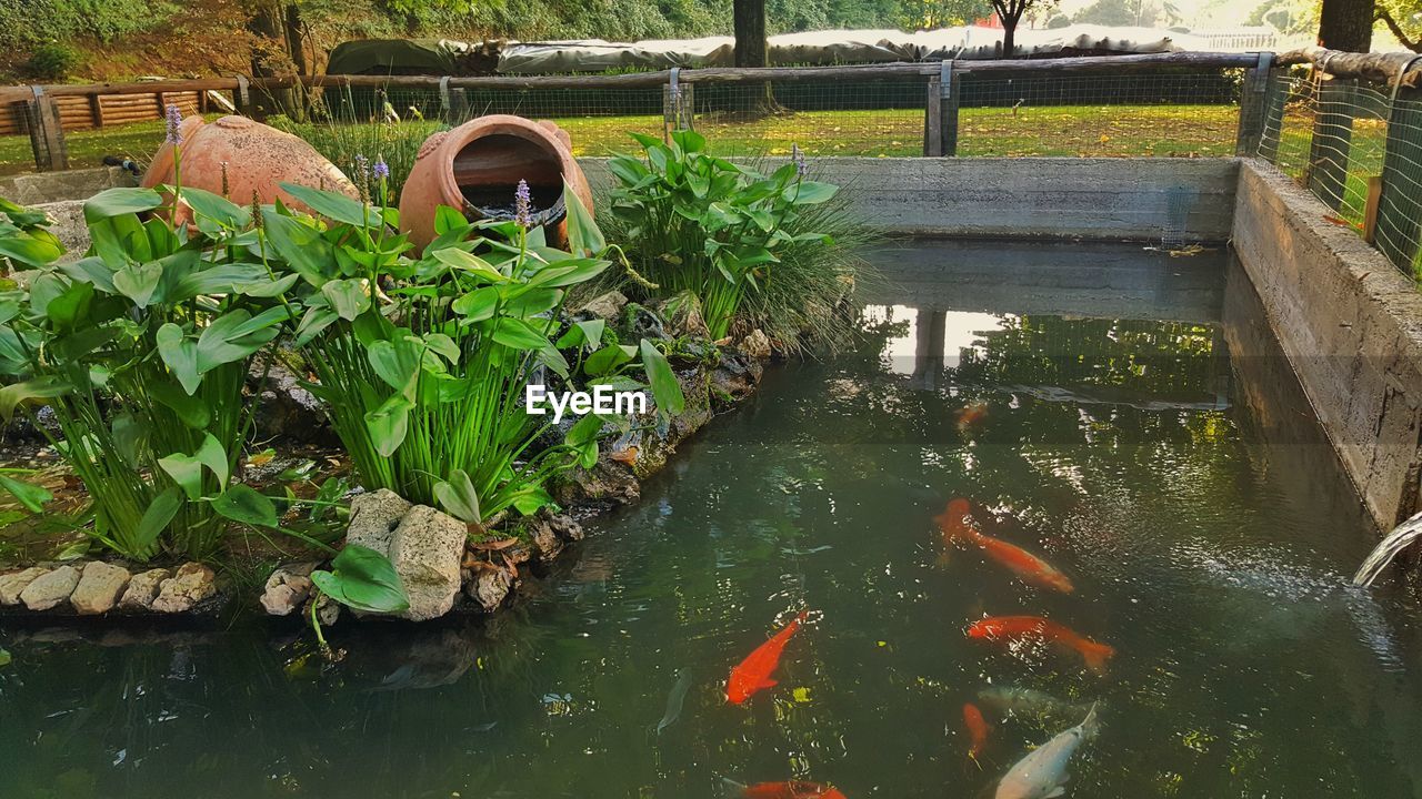 VIEW OF PLANTS IN POND
