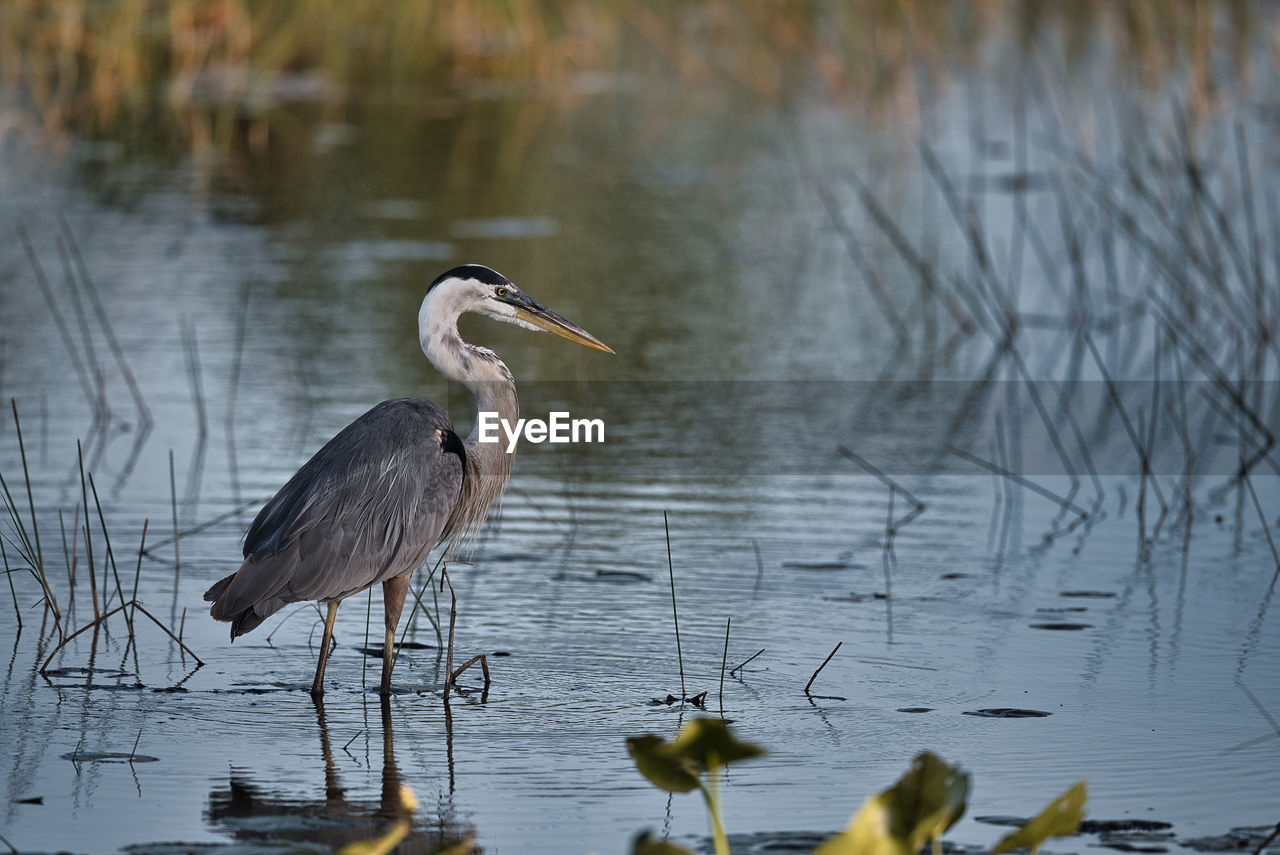 High angle view of gray heron on lake