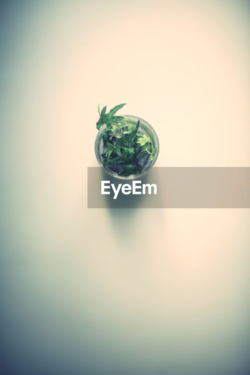 High angle view of ivy growing in glass vase on white background