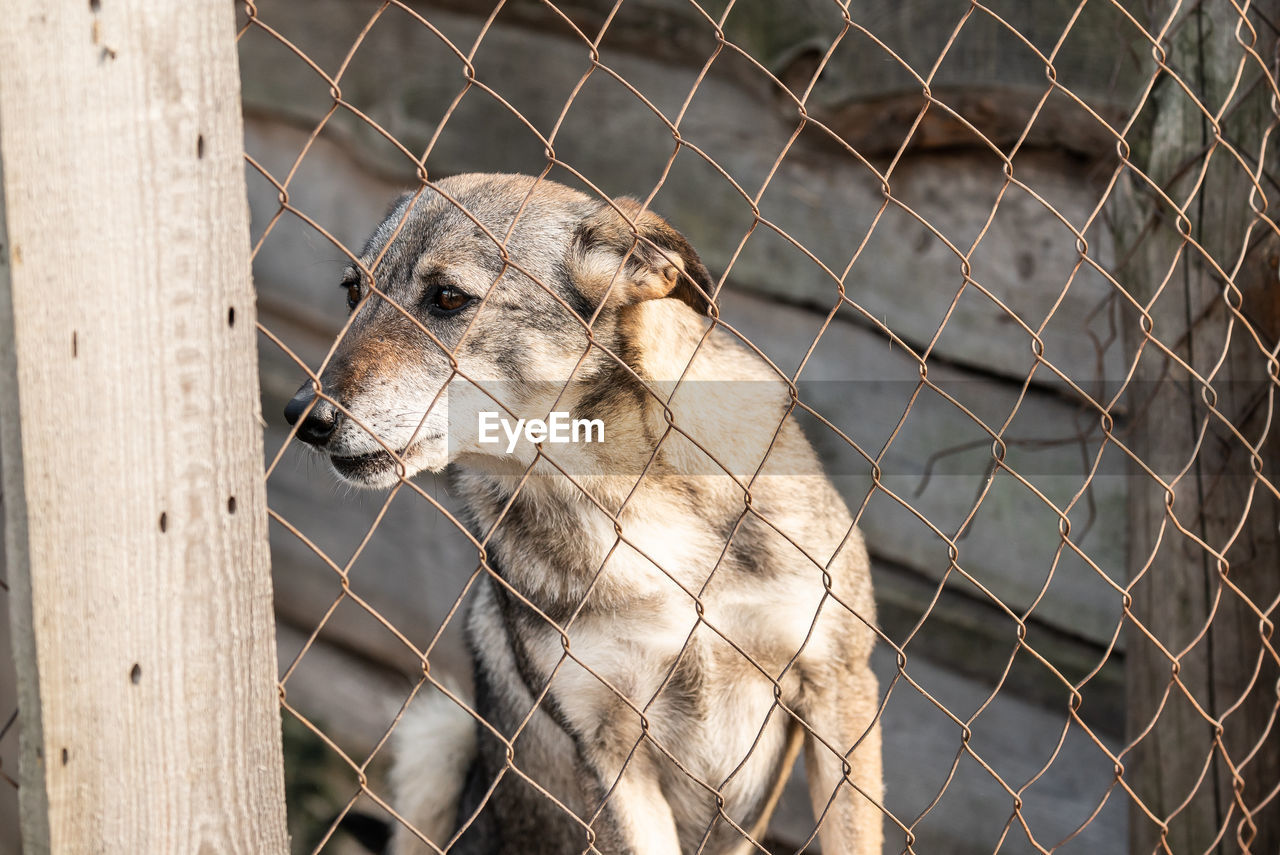 CLOSE-UP OF AN ANIMAL ON FENCE