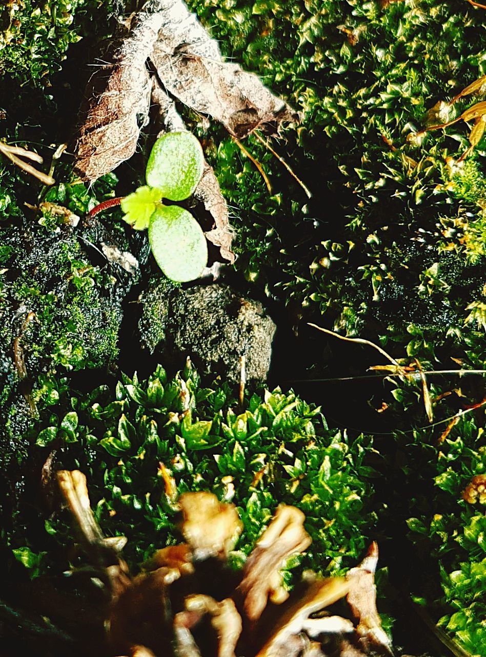 CLOSE-UP OF FRESH GREEN PLANTS IN SUNLIGHT