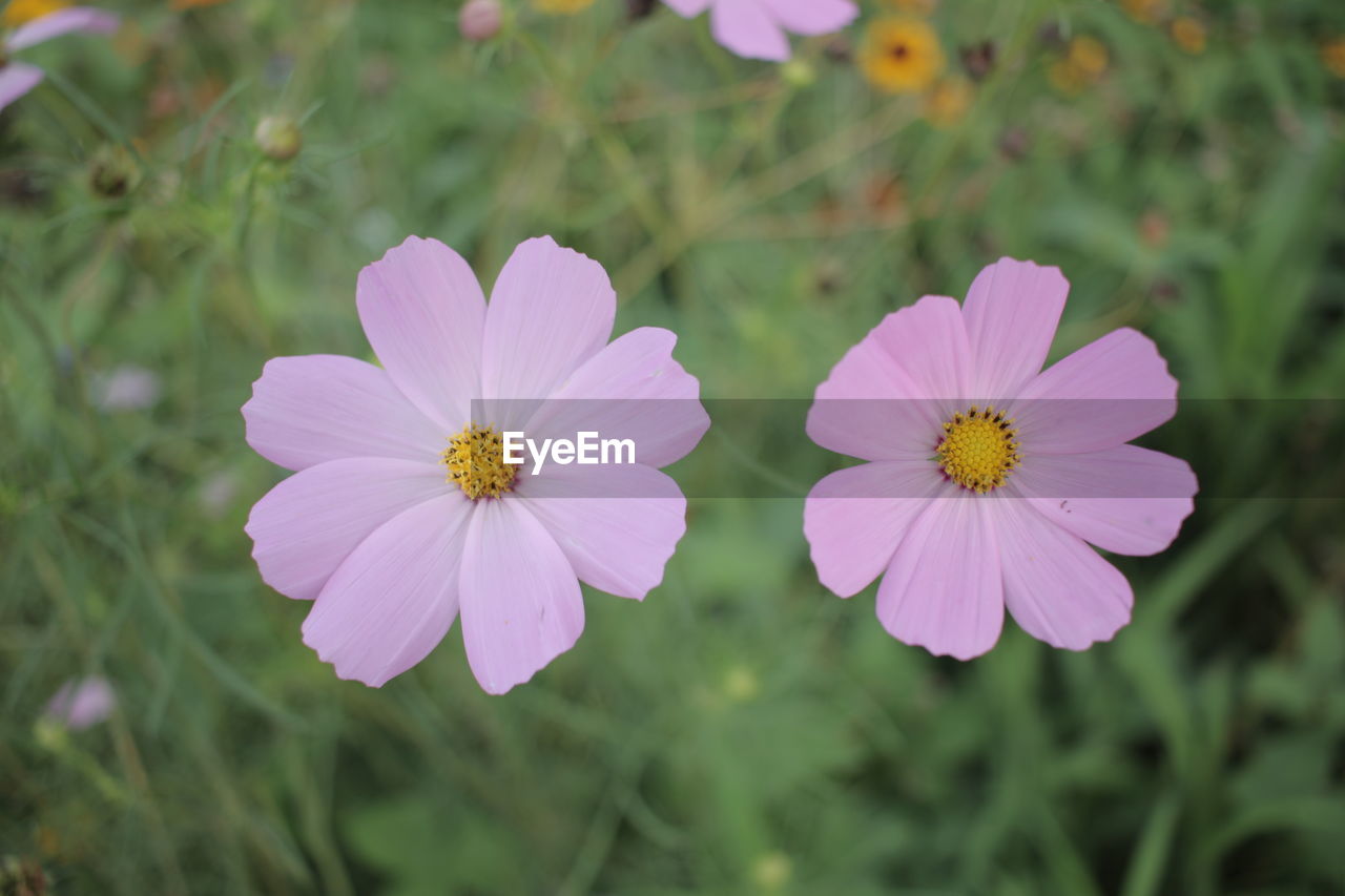 Close-up of pink cosmos flower on field