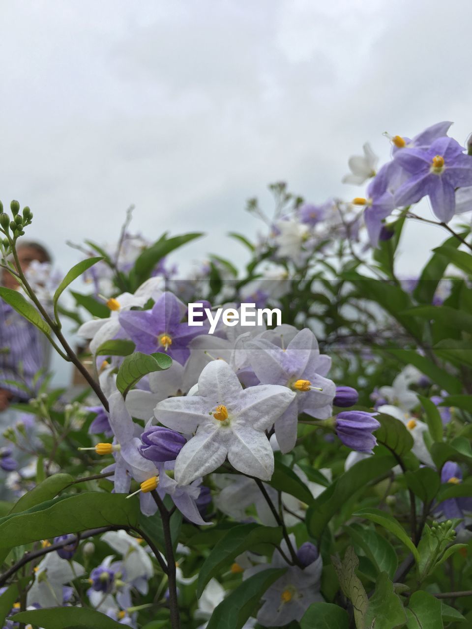 CLOSE-UP OF PURPLE FLOWERS BLOOMING AGAINST SKY