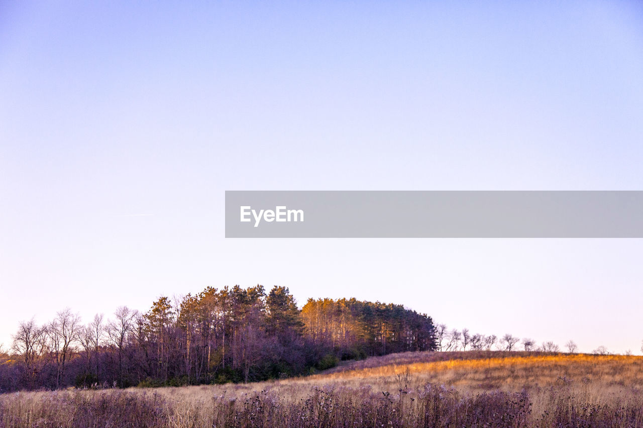 VIEW OF TREES ON FIELD AGAINST CLEAR SKY