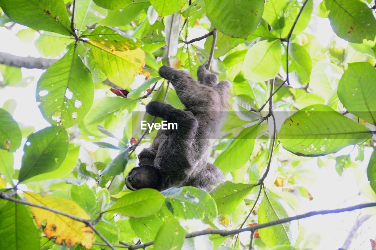 LOW ANGLE VIEW OF BIRD ON TREE