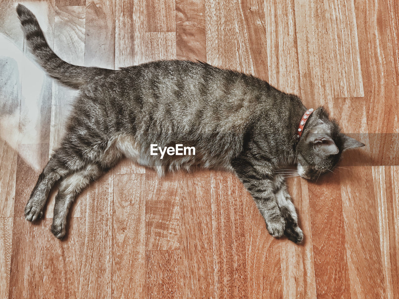 Close-up of cat sleeping on floor