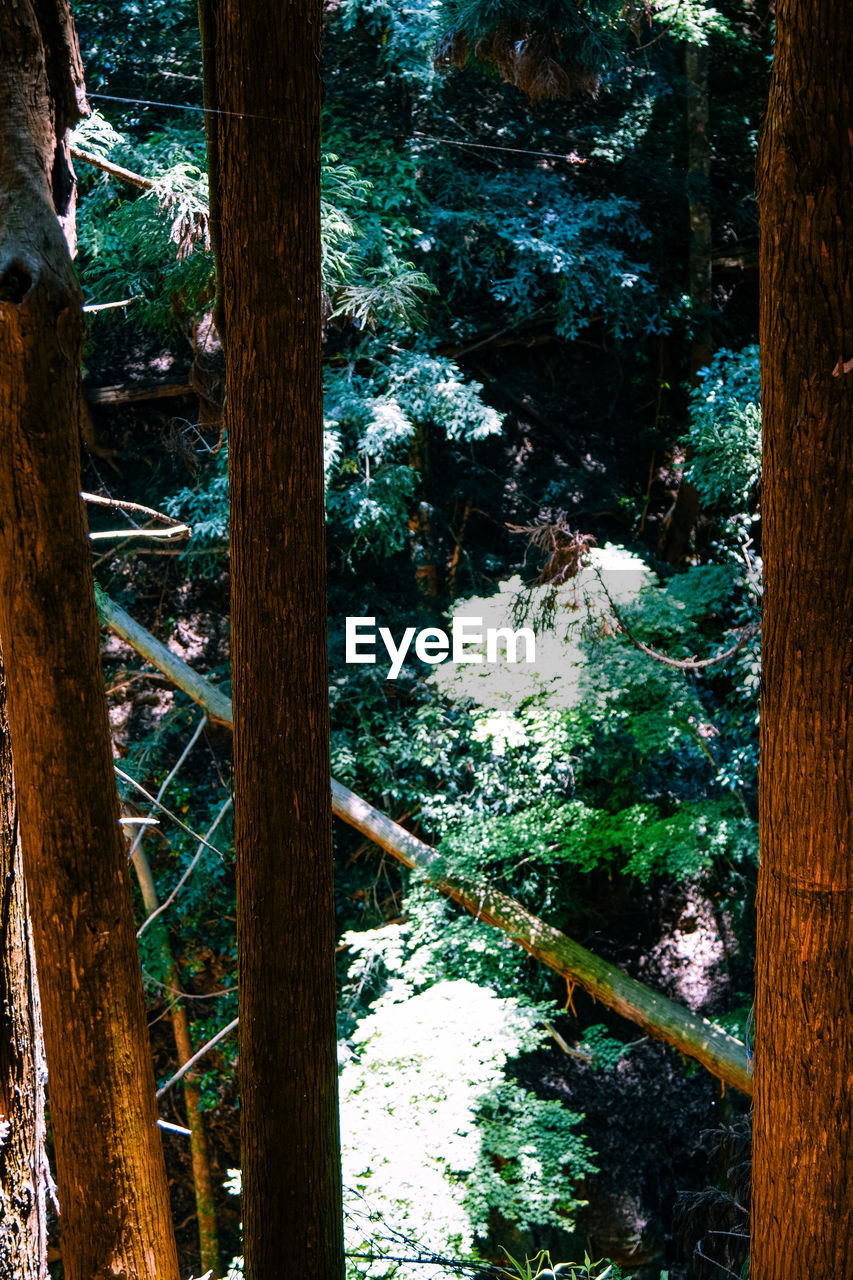 Trees growing in forest