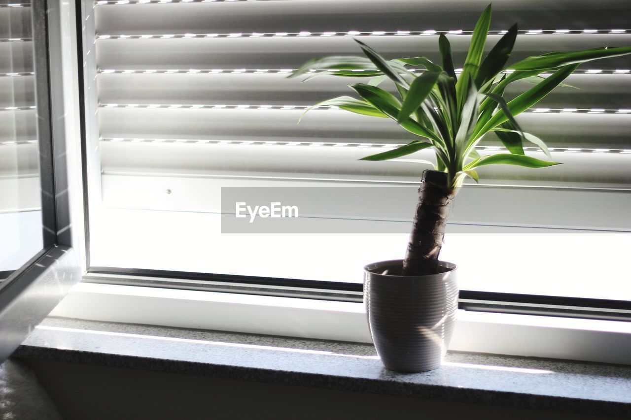 CLOSE-UP OF POTTED PLANT ON WINDOW SILL OF HOME