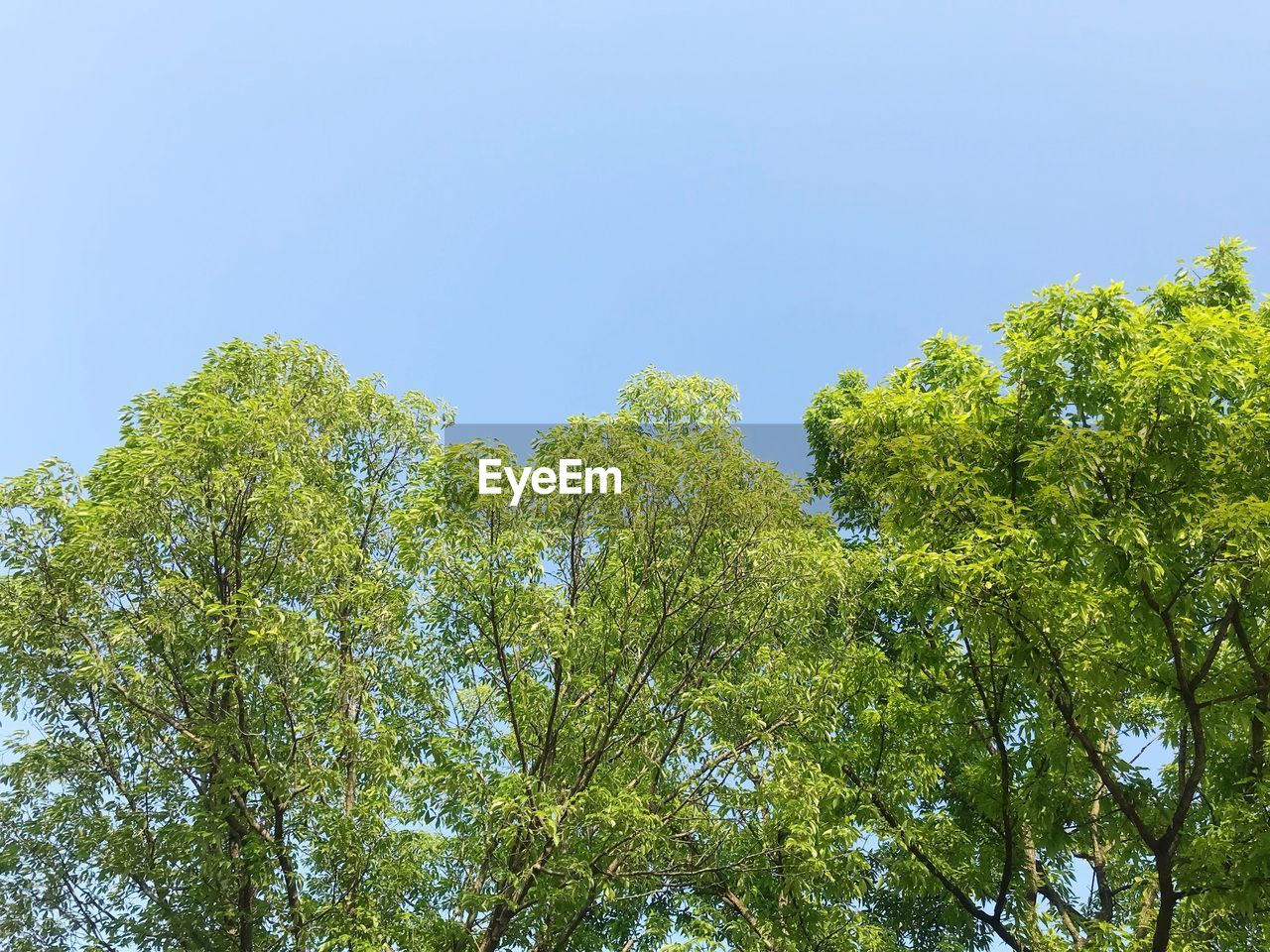 LOW ANGLE VIEW OF TREES AGAINST SKY