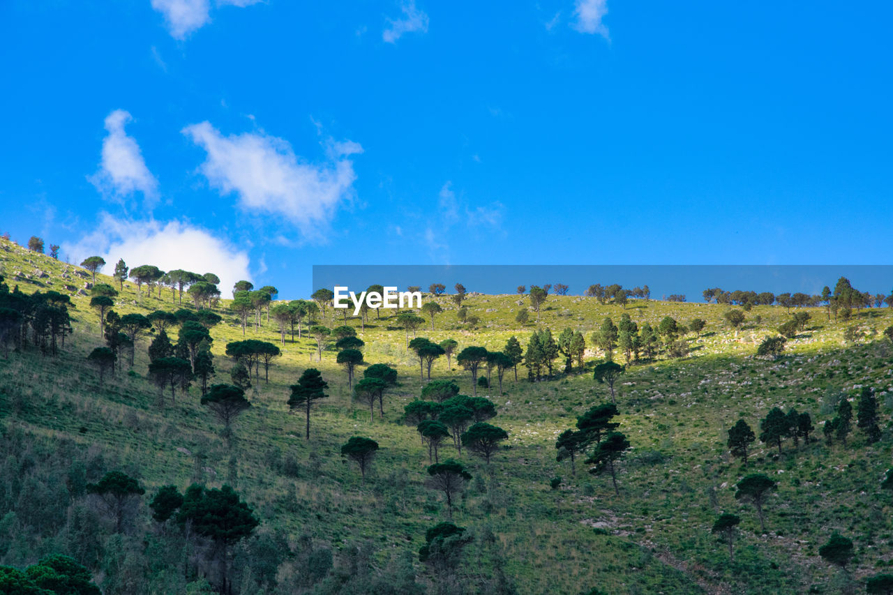 Panoramic shot of trees on landscape against blue sky