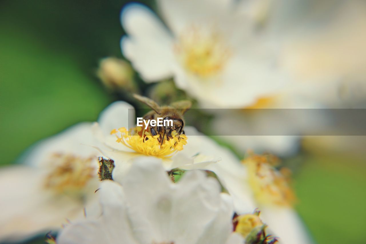 Close-up of bee pollinating flower