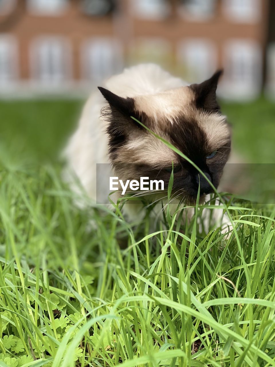 cat, mammal, animal themes, animal, one animal, domestic animals, pet, grass, plant, whiskers, siamese, felidae, small to medium-sized cats, lawn, domestic cat, no people, animal body part, green, feline, nature, relaxation, carnivore, cute, animal hair, front or back yard, portrait, close-up, animal head, selective focus, outdoors, day