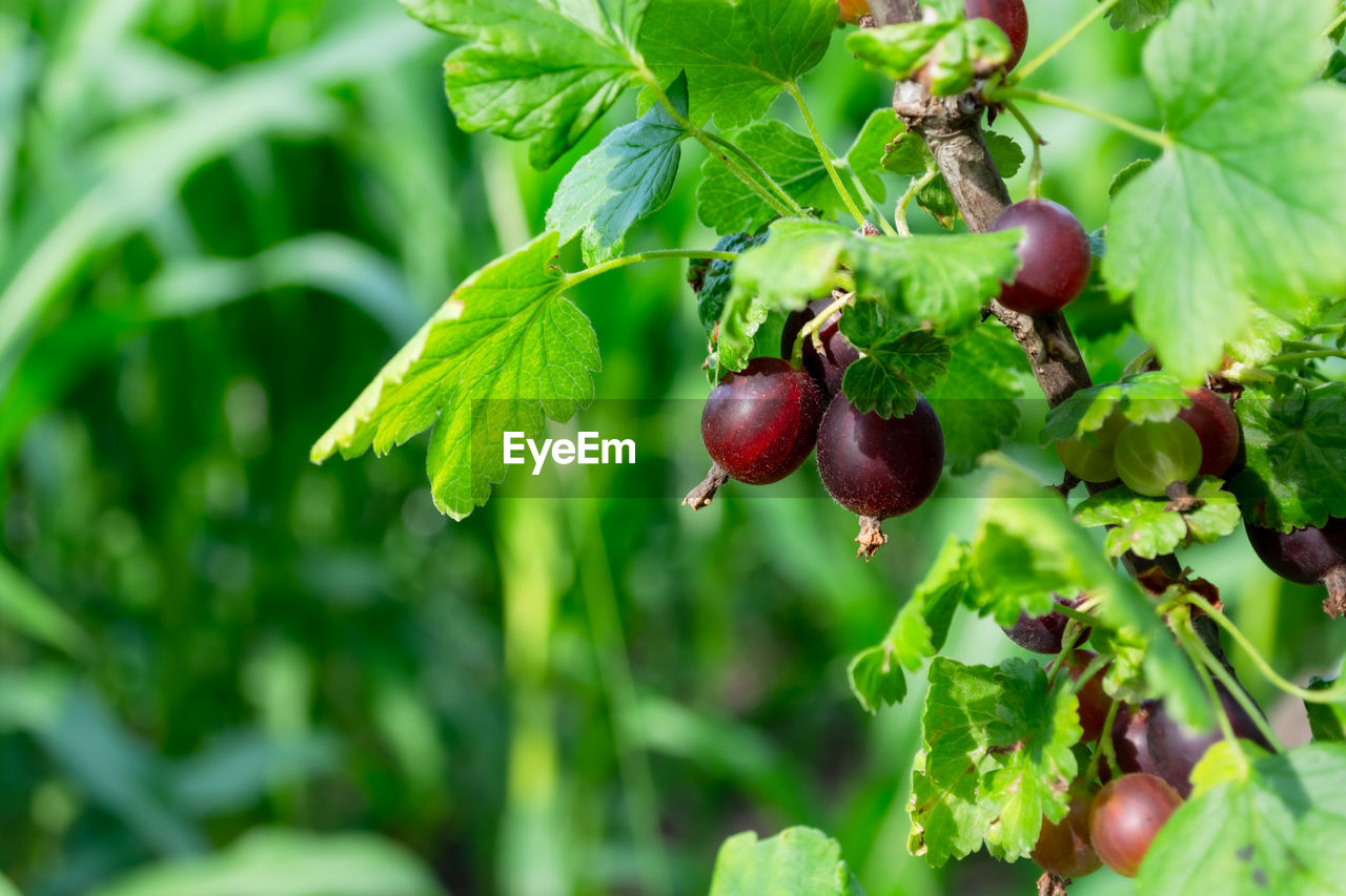 food and drink, food, fruit, healthy eating, plant, plant part, leaf, freshness, growth, tree, nature, agriculture, wellbeing, green, produce, ripe, red, no people, berry, crop, juicy, branch, close-up, outdoors, flower, organic, summer, landscape, day, land, field, beauty in nature, cherry, rural scene, focus on foreground, hanging, selective focus, environment, fruit tree, farm, social issues