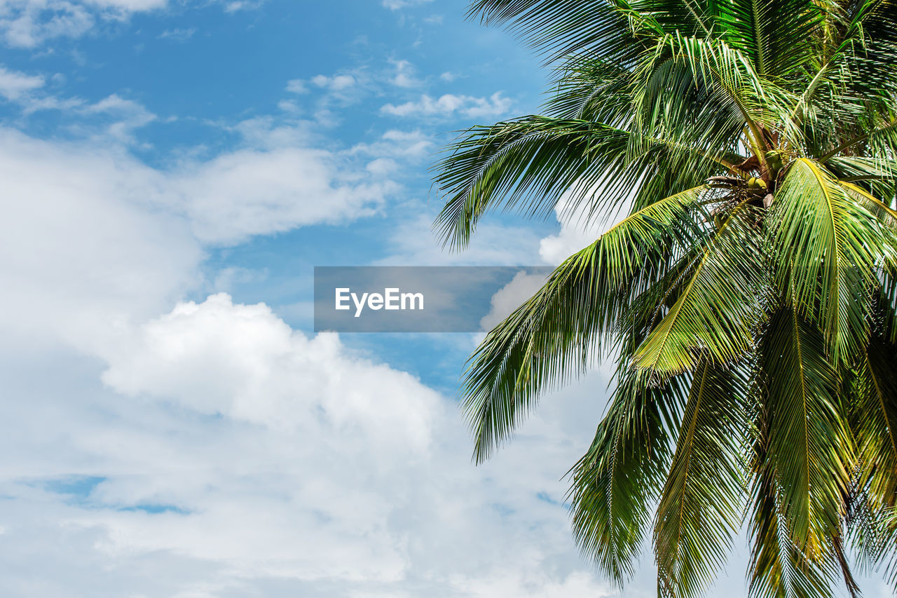 LOW ANGLE VIEW OF COCONUT PALM TREES AGAINST SKY