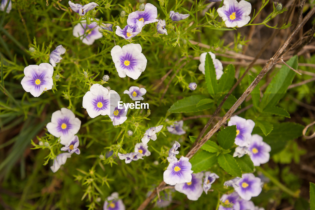 CLOSE-UP OF PURPLE FLOWERS ON PLANT