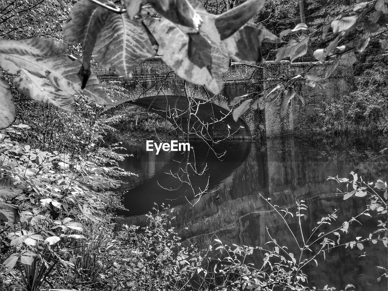 REFLECTION OF PLANTS IN LAKE