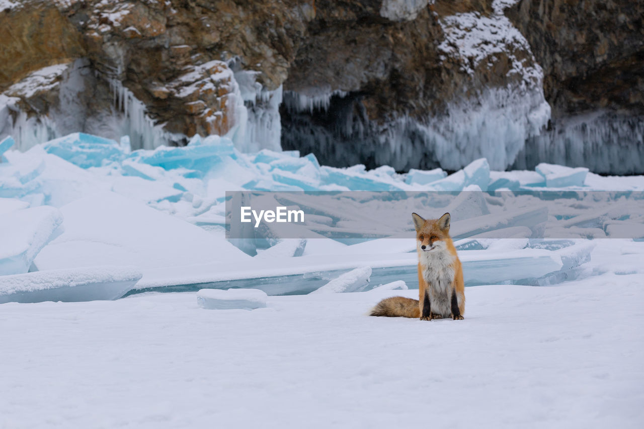 fox on snow