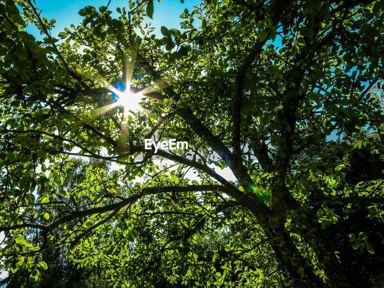 Low angle view of trees