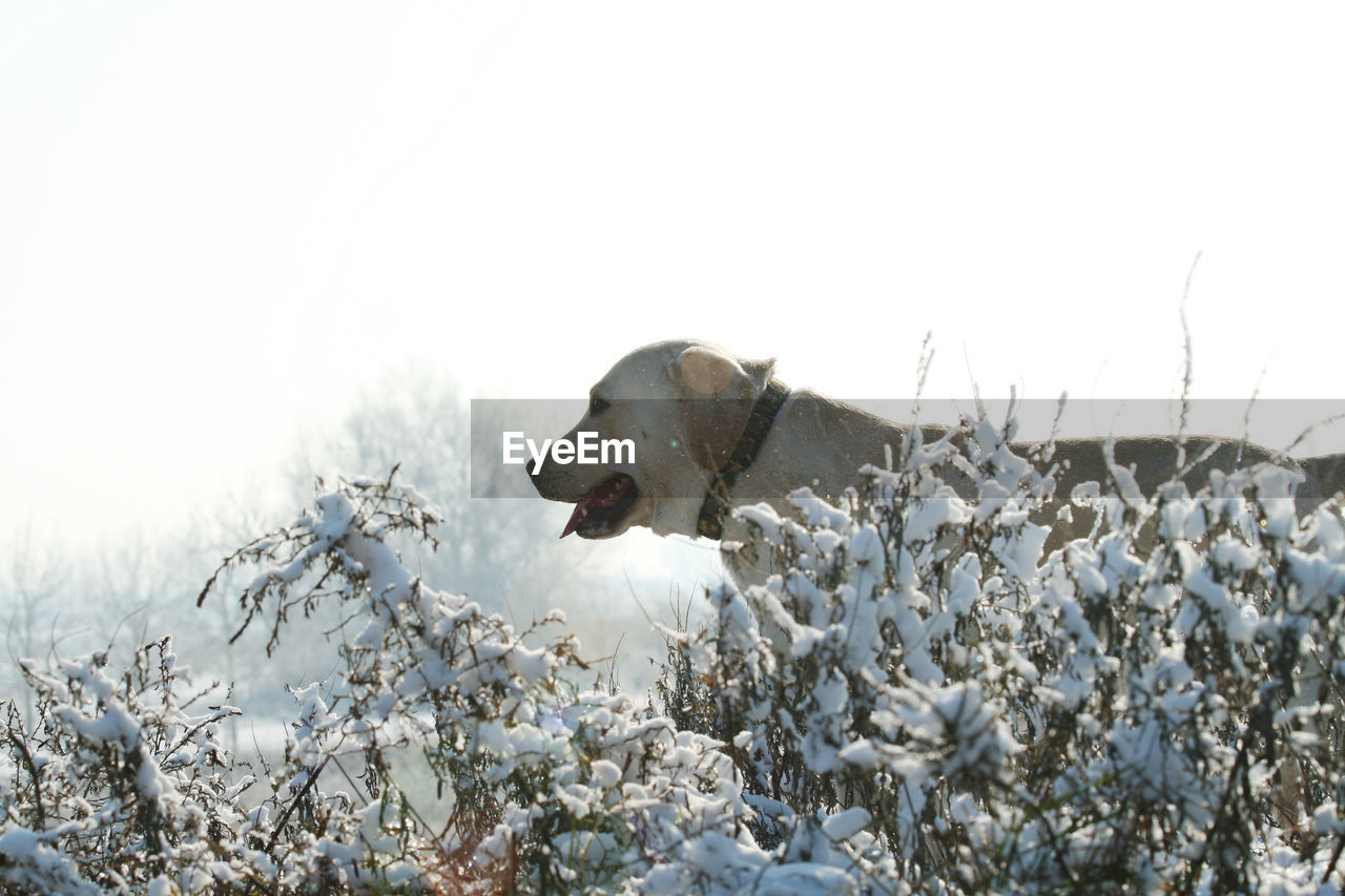 DOG STANDING ON SNOW COVERED PLANTS