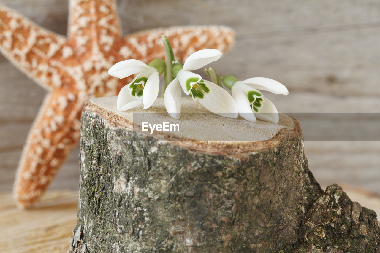 Close-up of snowdrops on tree stump against dry star fish