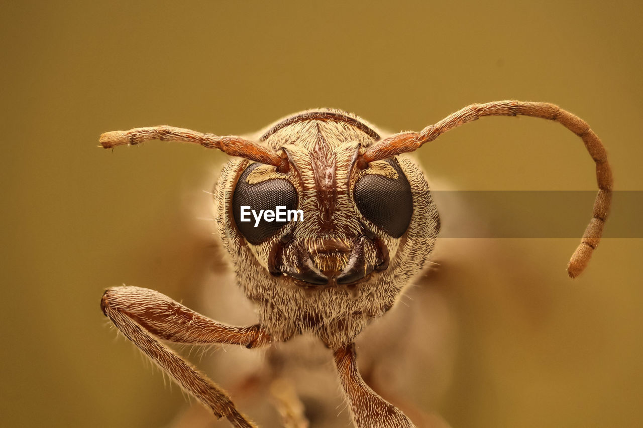 Close-up portrait of insect