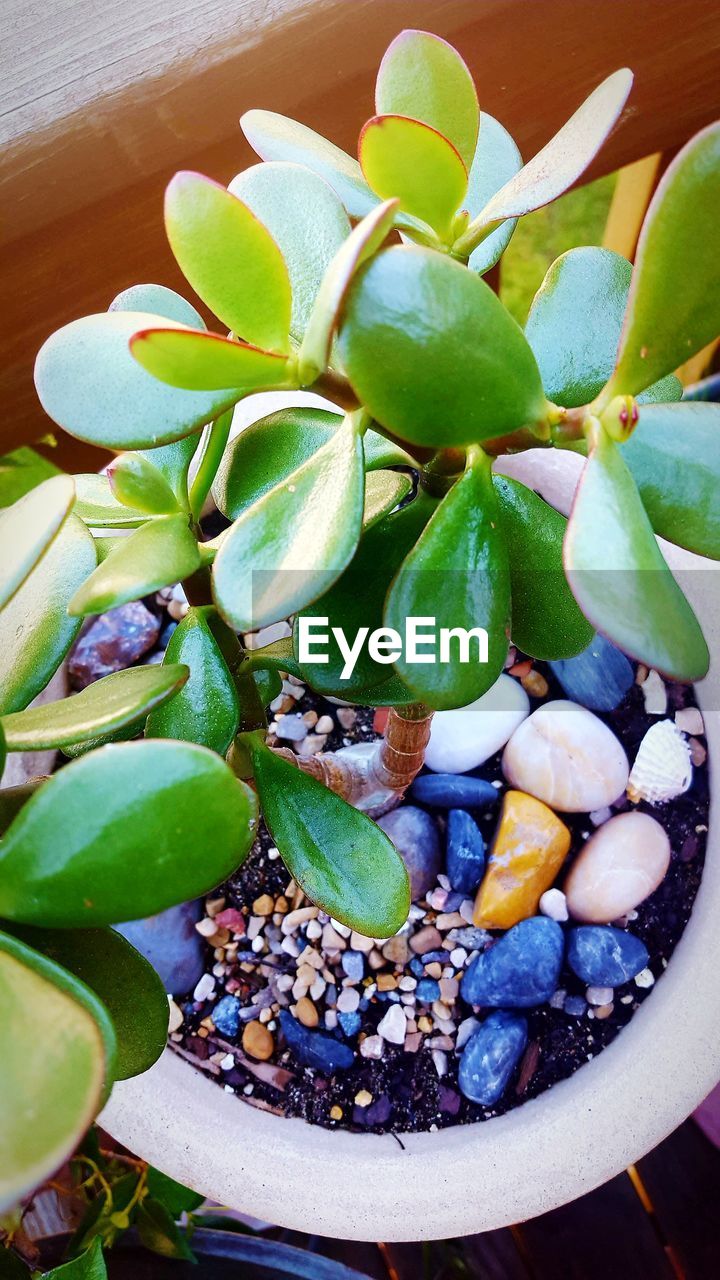 CLOSE-UP OF FRESH POTTED PLANT