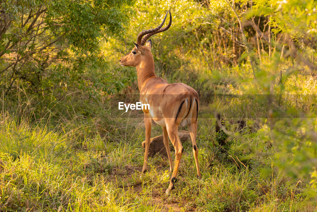 Impala in the nature reserve hluhluwe national park south africa
