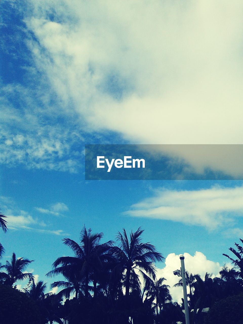 SILHOUETTE OF PALM TREES AGAINST CLOUDY SKY