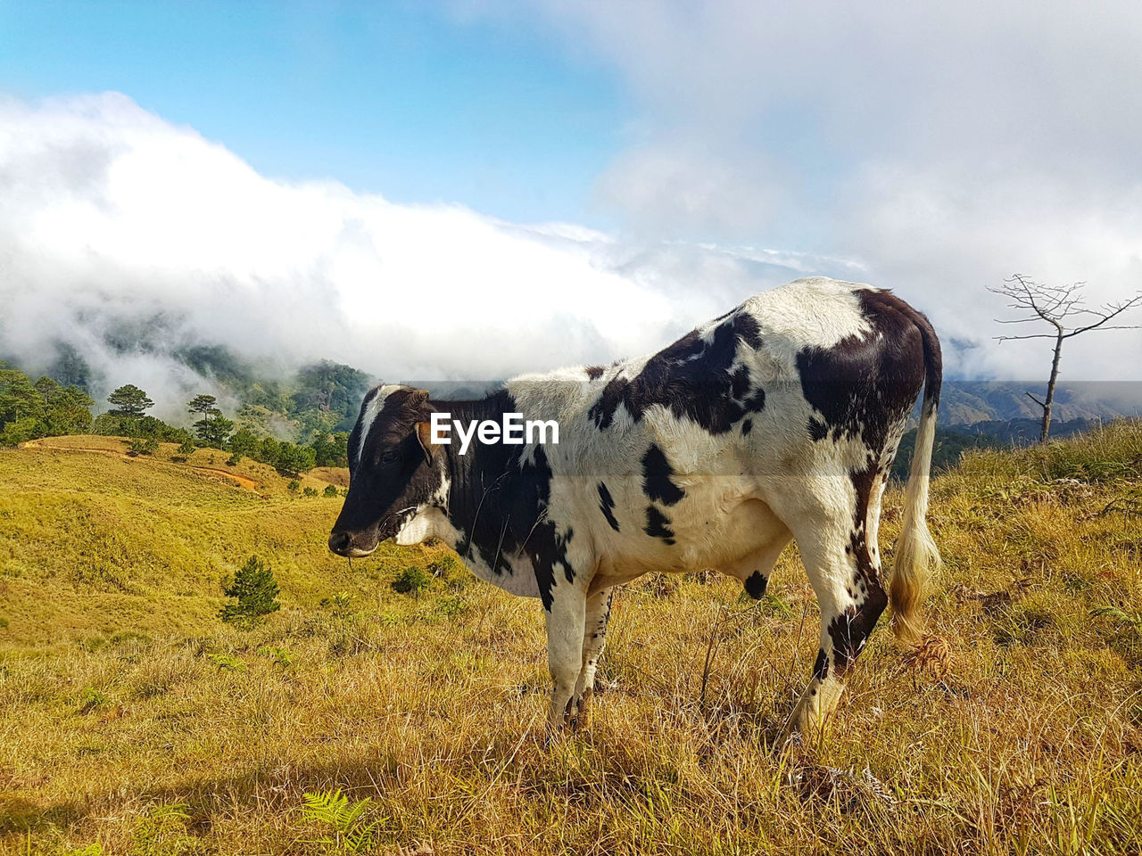 Cow standing in a field