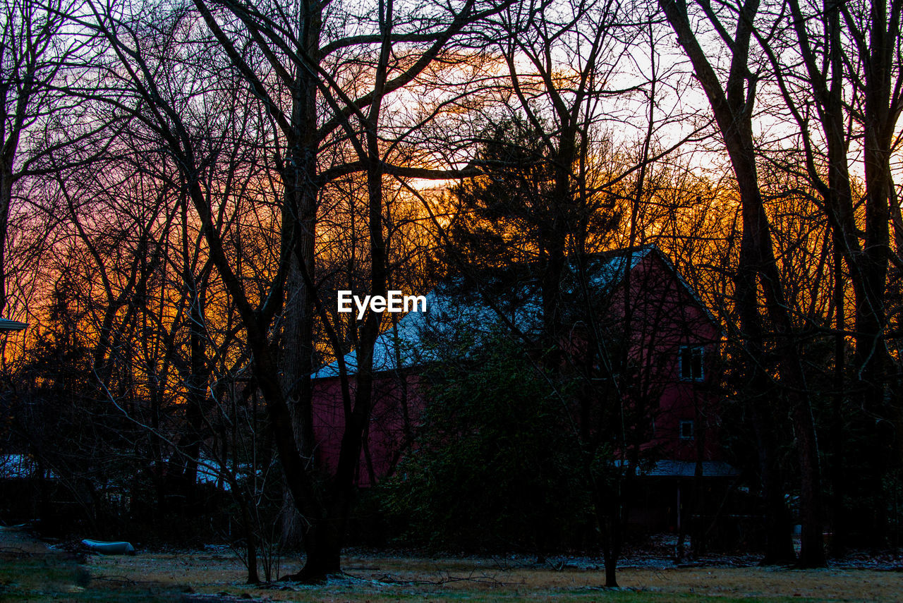 TREES AT SUNSET