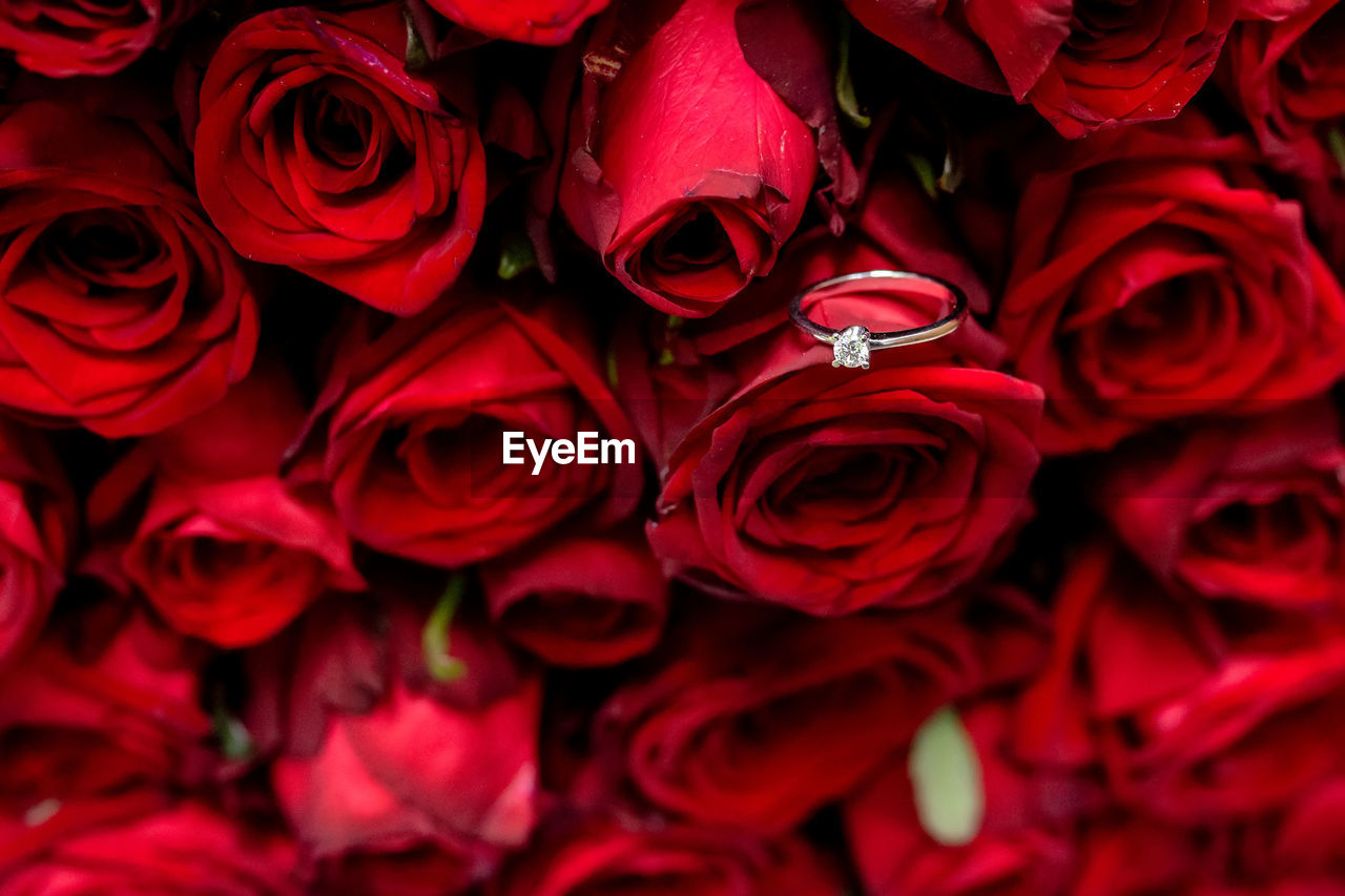 red, rose, flower, beauty in nature, flowering plant, plant, garden roses, pink, freshness, valentine's day, petal, nature, close-up, love, fragility, flower head, bouquet, flower arrangement, full frame, backgrounds, inflorescence, positive emotion, emotion, romance, celebration, floristry, bunch of flowers, event, cut flowers