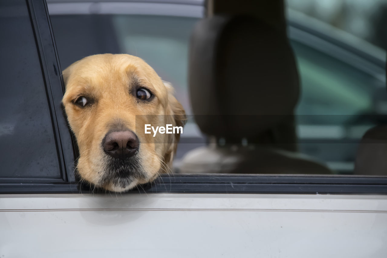 Close-up of dog looking through window in car