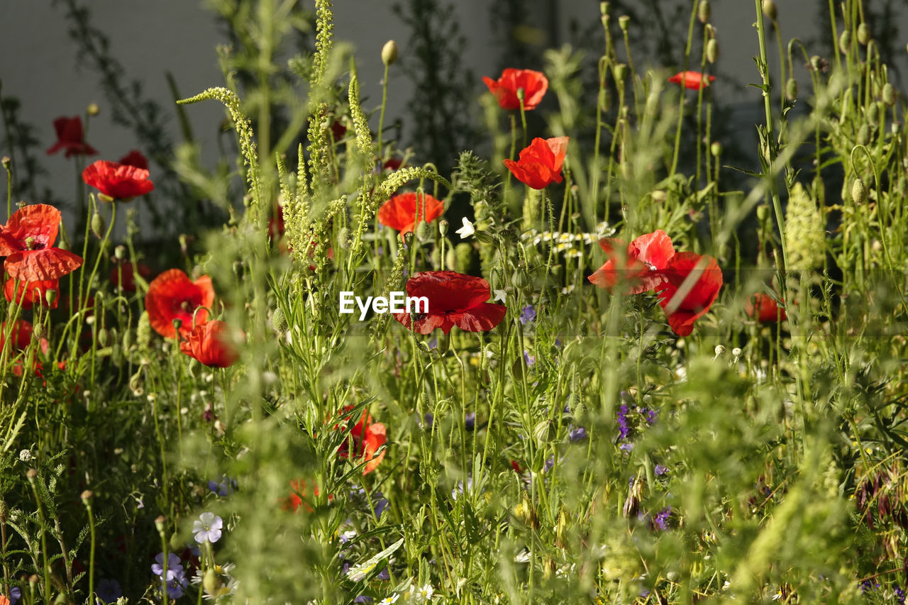 Close-up of red poppy flowers in field