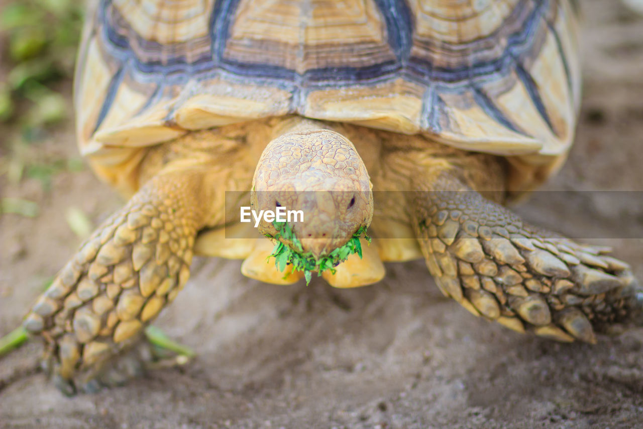 CLOSE-UP OF TORTOISE