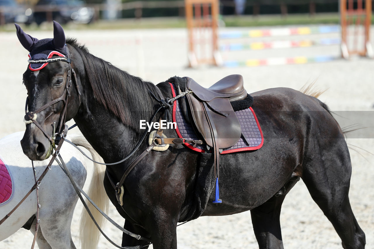 CLOSE-UP OF A HORSE