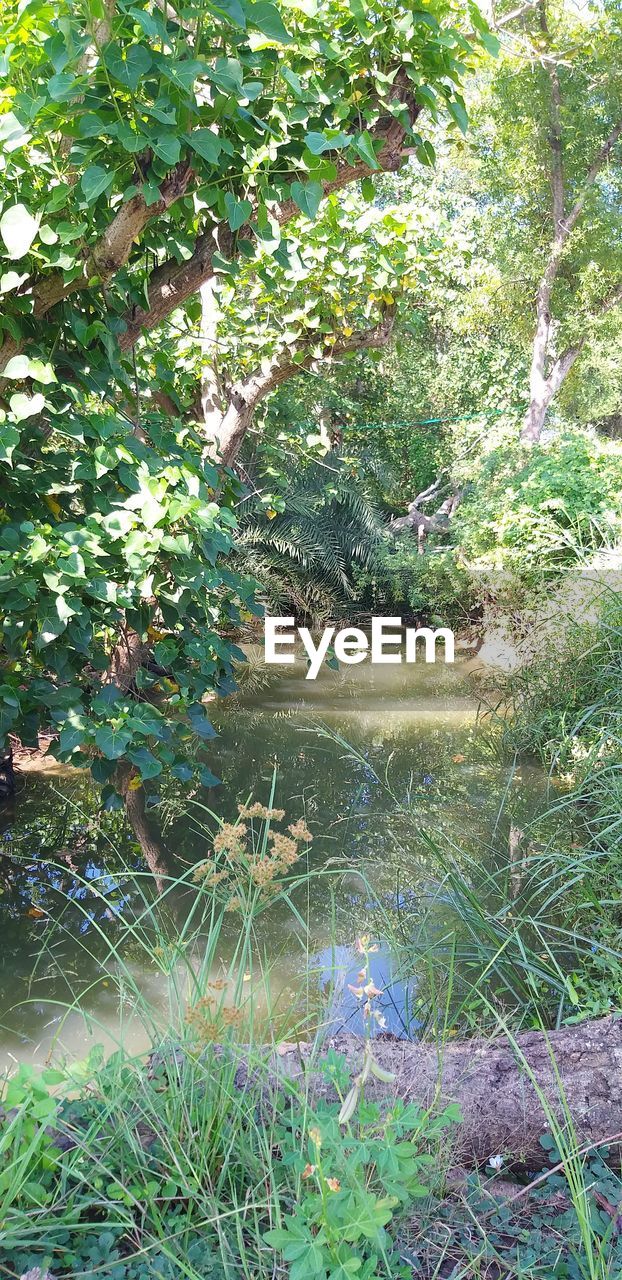 PLANTS GROWING IN LAKE