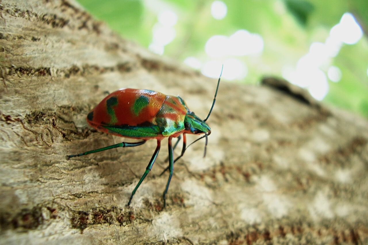 Close-up of orange insect on tree