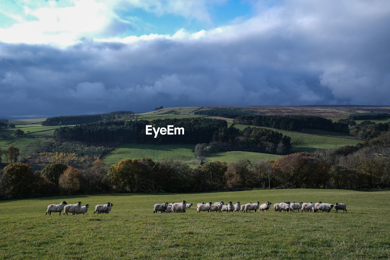 FLOCK OF SHEEP ON FARM