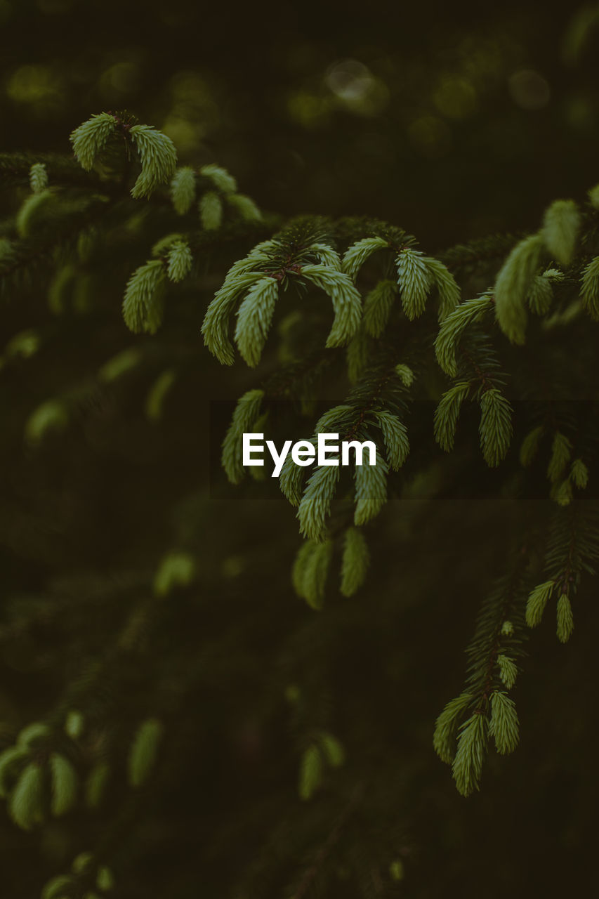 High angle view of plants growing outdoors at night