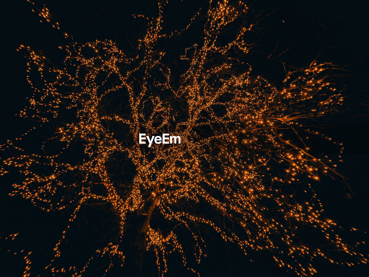 Low angle view of illuminated tree at night