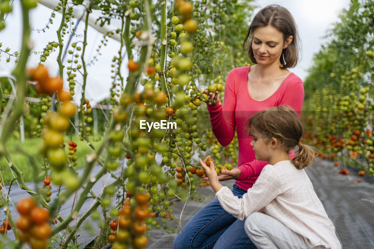 Woman and girl looking at tomatoes in vegetable garden