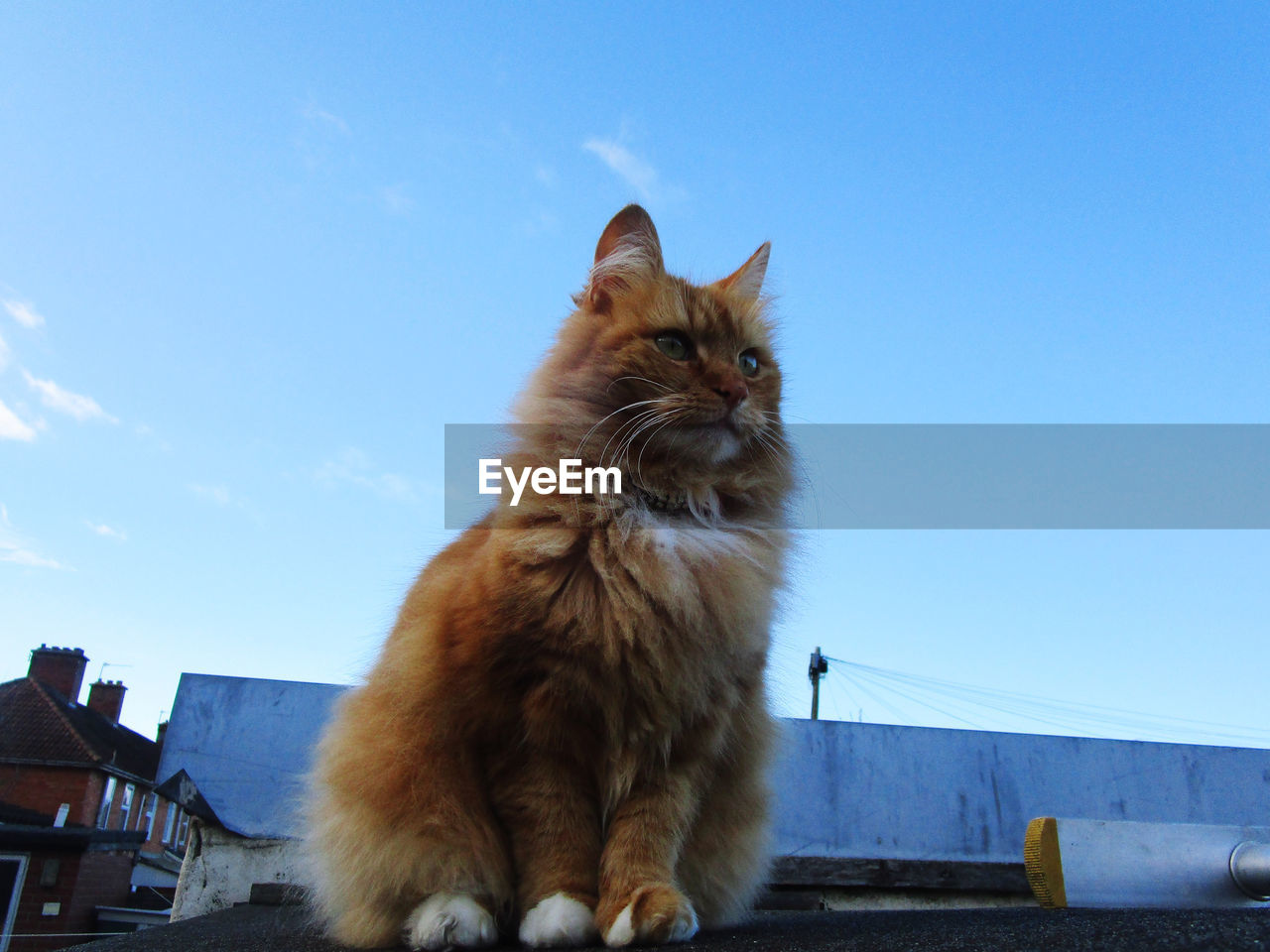 mammal, pet, animal themes, animal, domestic animals, cat, feline, domestic cat, one animal, sky, sitting, blue, no people, felidae, norwegian forest cat, architecture, domestic long-haired cat, small to medium-sized cats, animal hair, carnivore, whiskers, looking, built structure, nature, building exterior, day, looking away