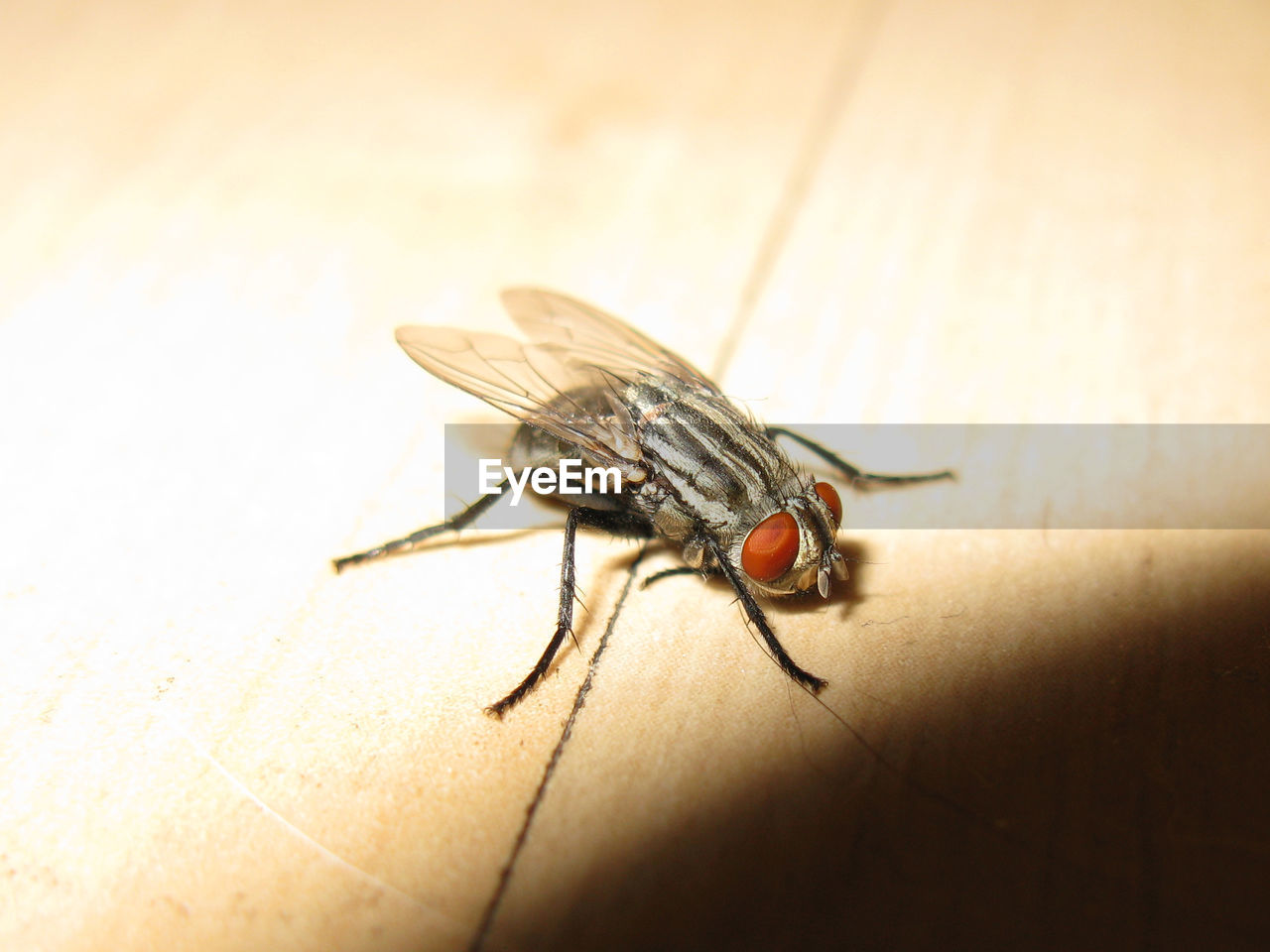 CLOSE-UP OF HOUSEFLY ON TABLE