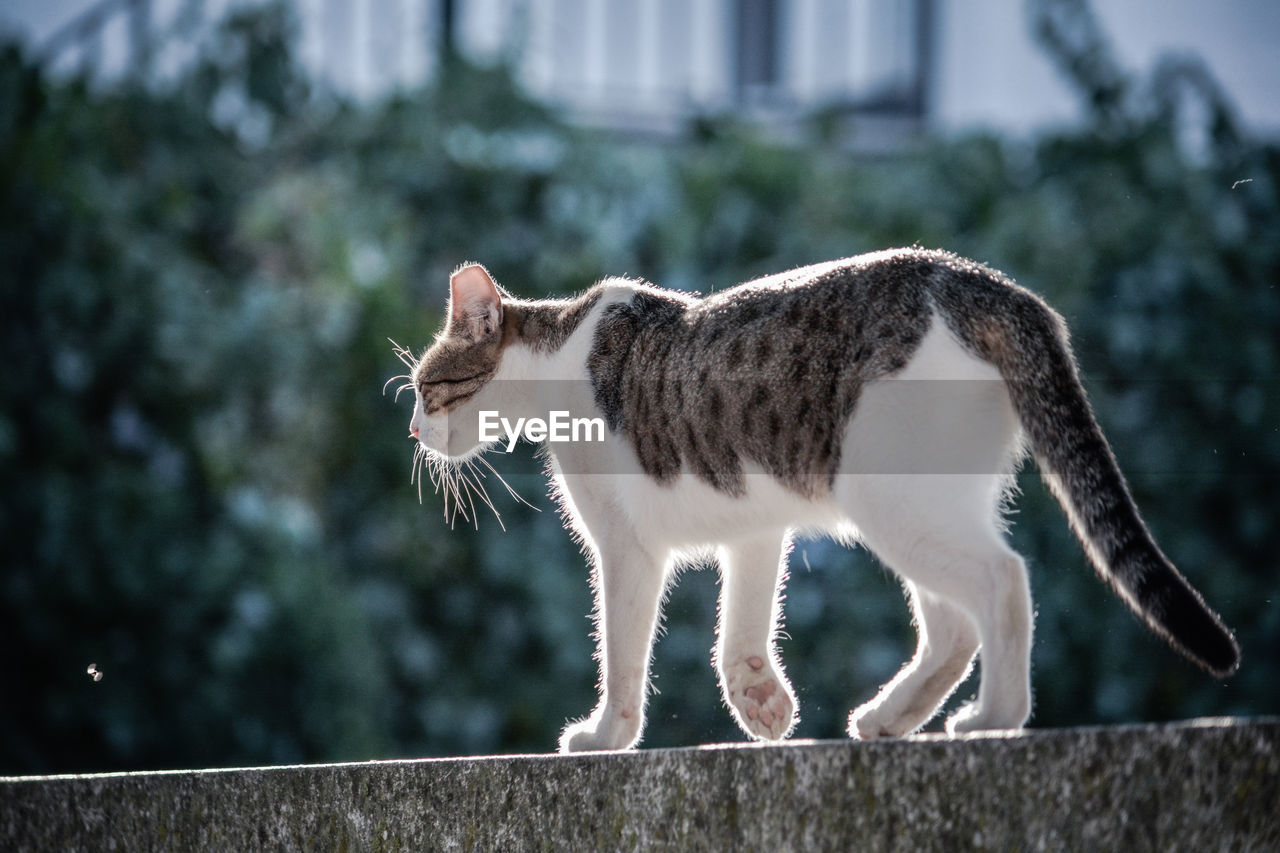 Side view of a cat