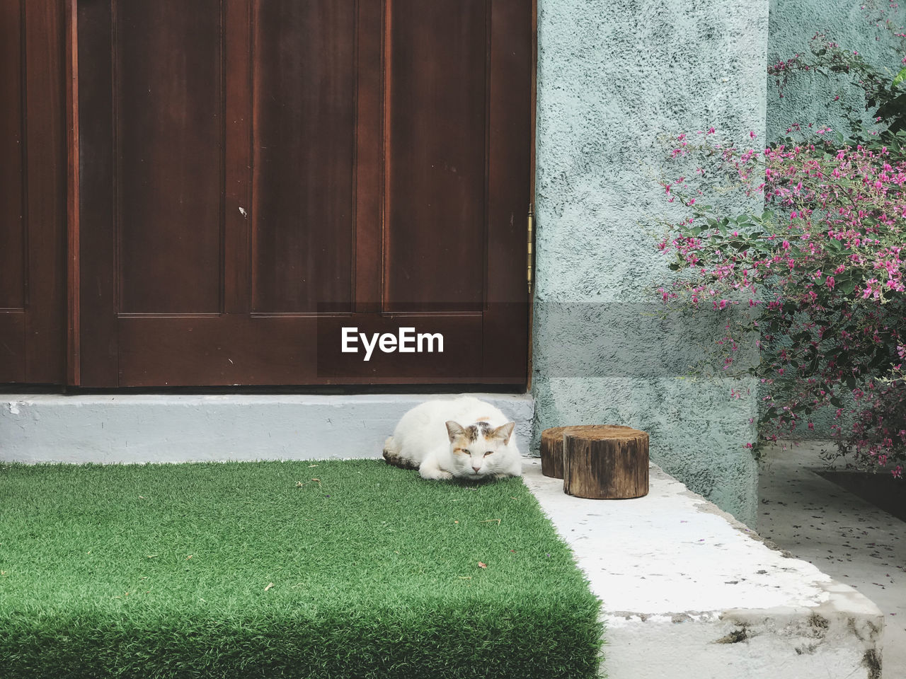 View of a cat looking through window