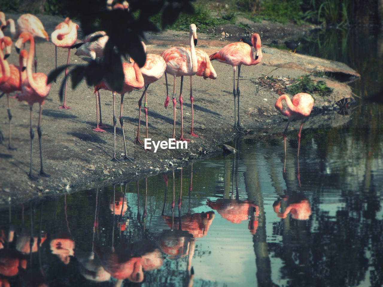 Flamingo birds on lakeshore