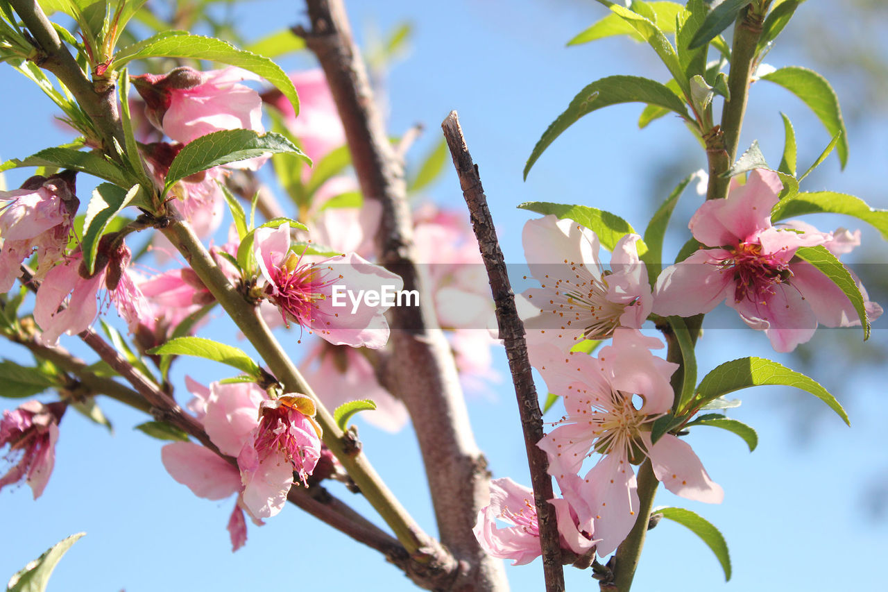 Low angle view of pink flower tree against sky