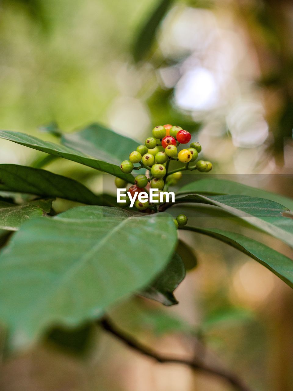 Close-up of plant