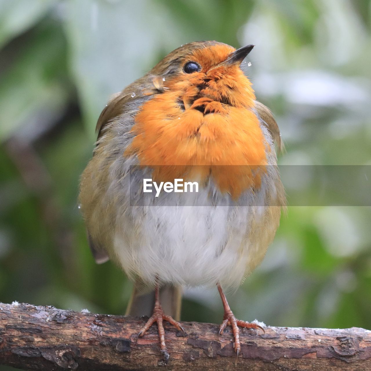 CLOSE-UP OF A BIRD PERCHING ON WOOD