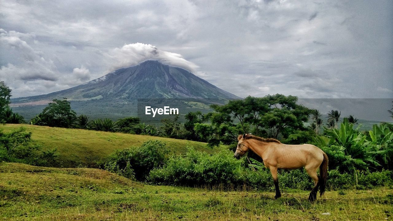 HORSES ON A FIELD